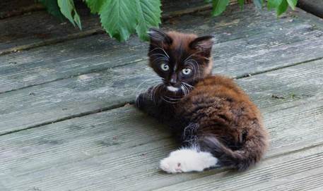 A cat lying on top of a wooden fence

Description automatically generated