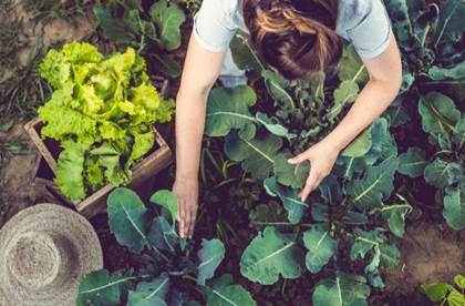 Person harvesting lettuce from a garden