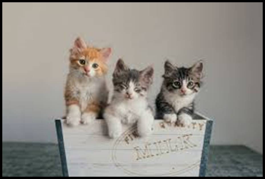 A group of kittens on a table

Description automatically generated with medium confidence