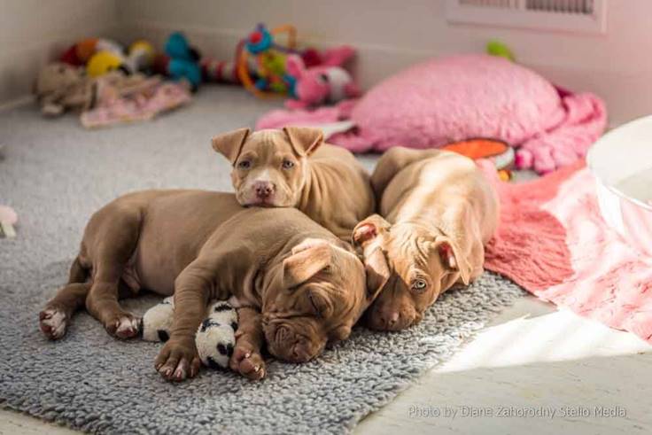 A couple of dogs lying on a couch

Description automatically generated with low confidence