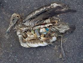 Laysan Albatrosses' Plastic Problem | Smithsonian Ocean