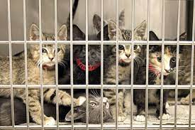 A group of cats in a cage

Description automatically generated with medium confidence