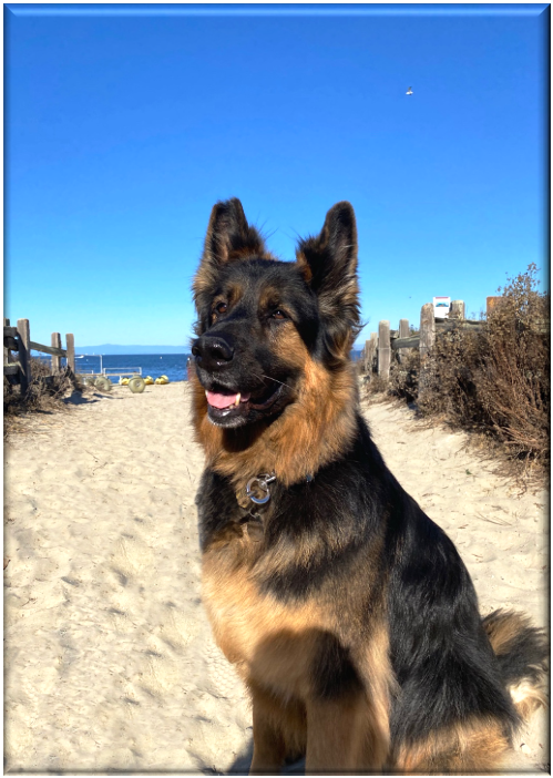 A dog sitting on a beach

Description automatically generated with medium confidence