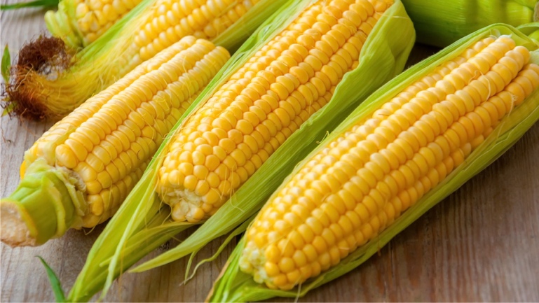 A group of corn on the cob

Description automatically generated with low confidence