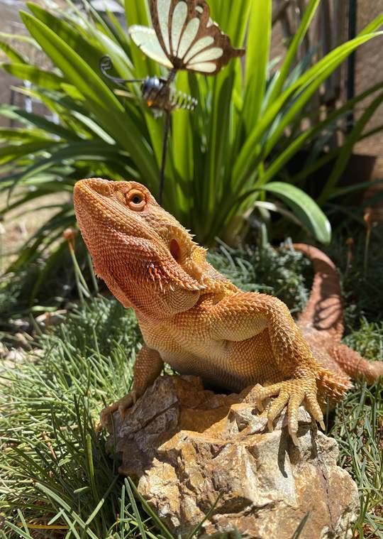 A lizard on a rock

Description automatically generated with medium confidence