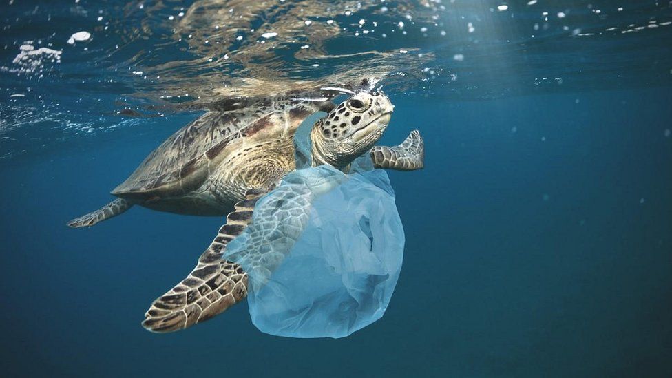 Plastic pollution: Green light for 'historic' treaty - BBC News