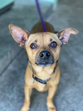 SHEPERD, an adoptable Chihuahua Mix in Sacramento, CA