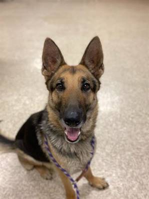 HARLOW, an adoptable German Shepherd Dog in Sacramento, CA