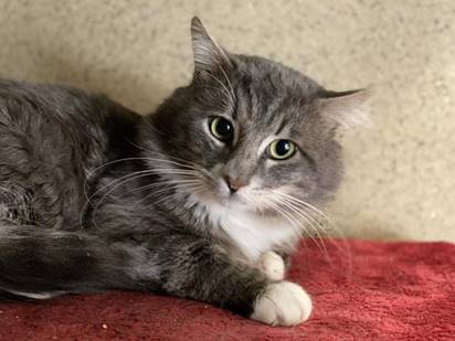 FALKOR, an adoptable Domestic Long Hair in Sacramento, CA