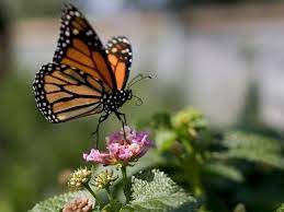 A butterfly on a flower

Description automatically generated