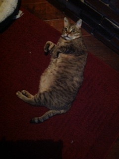 Fat Cleo