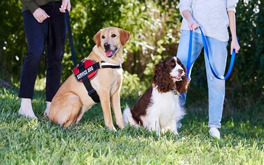 Service Dogs Vs. Emotional Support Dogs | BeChewy