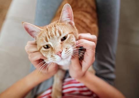 Emotional Relief: Studies show cats and other kinds of pet therapy helps to  improve the wellbeing of patients | Milwaukee Independent