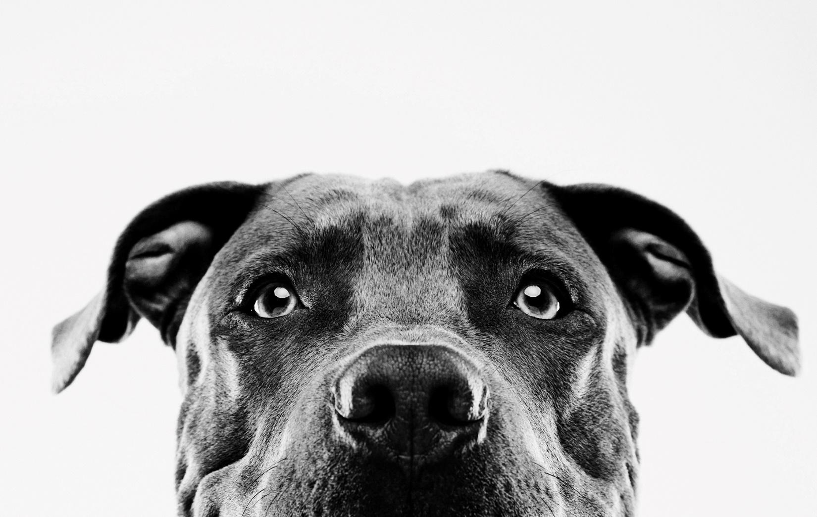 Close up of a black dog's face looking up at the camera
