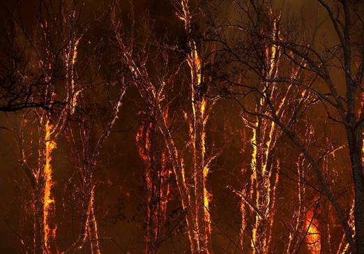 Flames from the Carr Fire burns through trees along highway 299 near Whiskeytown, Calif. on July 27.