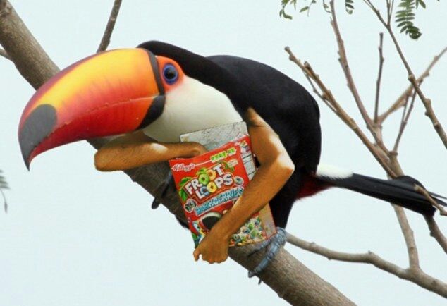 toucan