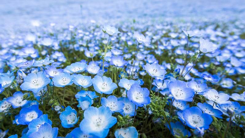 Blue flowers