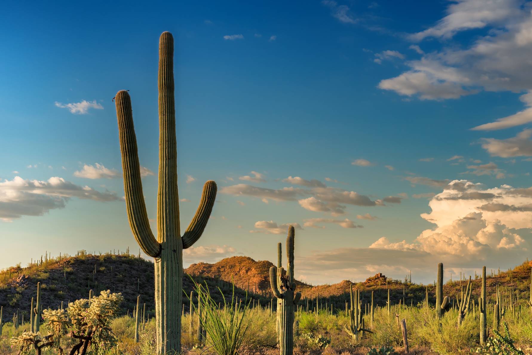 Cacti in the wild